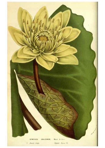 Reproducción/Reproduction 49584424582: Flore des serres et des jardins de l'Europe. A Gand :chez Louis van Houtte, eÌditeur,1845-1880.. 