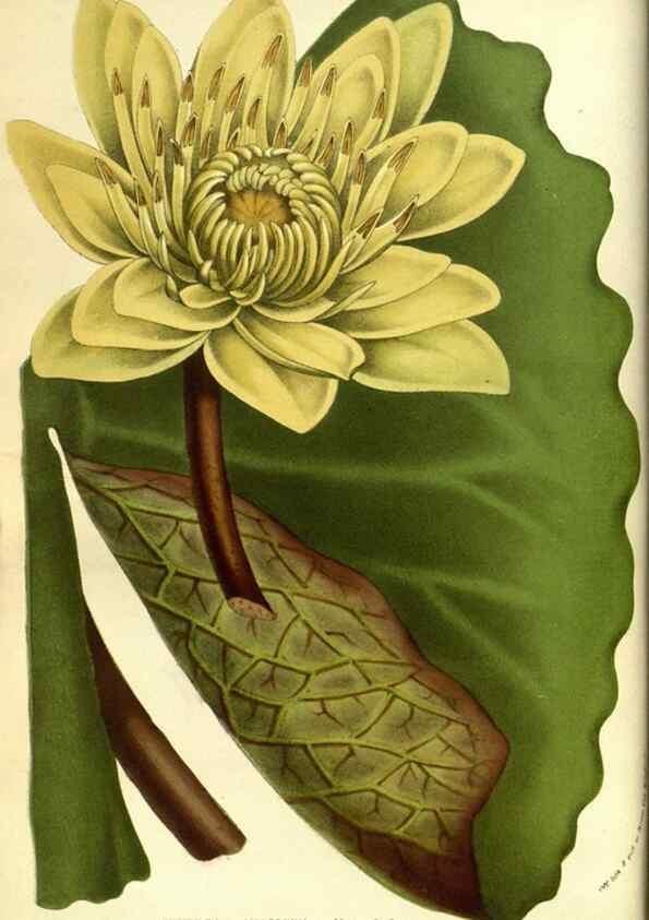 Reproducción/Reproduction 49584424582: Flore des serres et des jardins de l'Europe. A Gand :chez Louis van Houtte, eÌditeur,1845-1880.. 