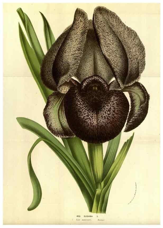 Reproducción/Reproduction 49583692883: Flore des serres et des jardins de l'Europe. A Gand :chez Louis van Houtte, eÌditeur,1845-1880.. 