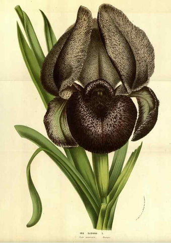 Reproducción/Reproduction 49583692883: Flore des serres et des jardins de l'Europe. A Gand :chez Louis van Houtte, eÌditeur,1845-1880.. 