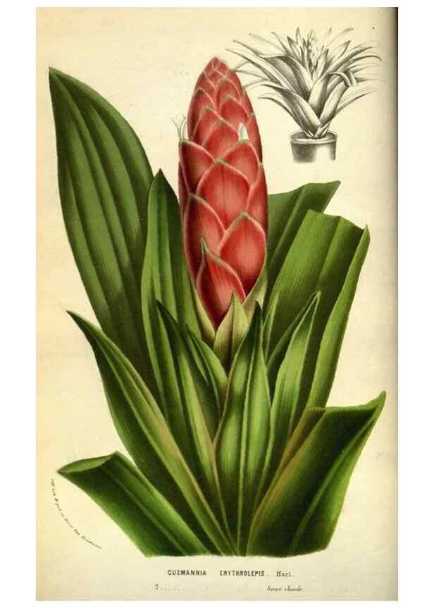 Reproducción/Reproduction 49584190741: Flore des serres et des jardins de l'Europe. A Gand :chez Louis van Houtte, eÌditeur,1845-1880.. 