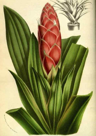 Reproducción/Reproduction 49584190741: Flore des serres et des jardins de l'Europe. A Gand :chez Louis van Houtte, eÌditeur,1845-1880.. 