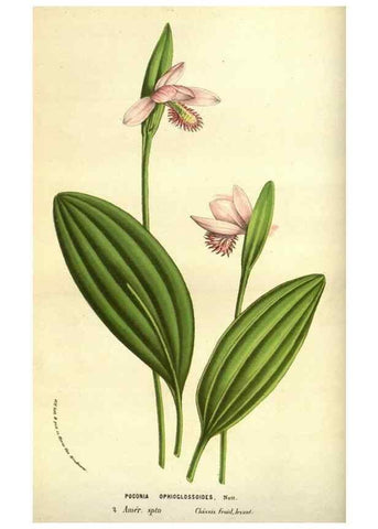 Reproducción/Reproduction 49584425482: Flore des serres et des jardins de l'Europe. A Gand :chez Louis van Houtte, eÌditeur,1845-1880.. 