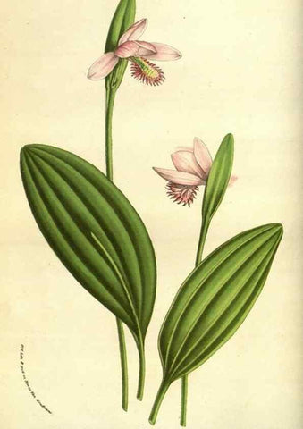 Reproducción/Reproduction 49584425482: Flore des serres et des jardins de l'Europe. A Gand :chez Louis van Houtte, eÌditeur,1845-1880.. 