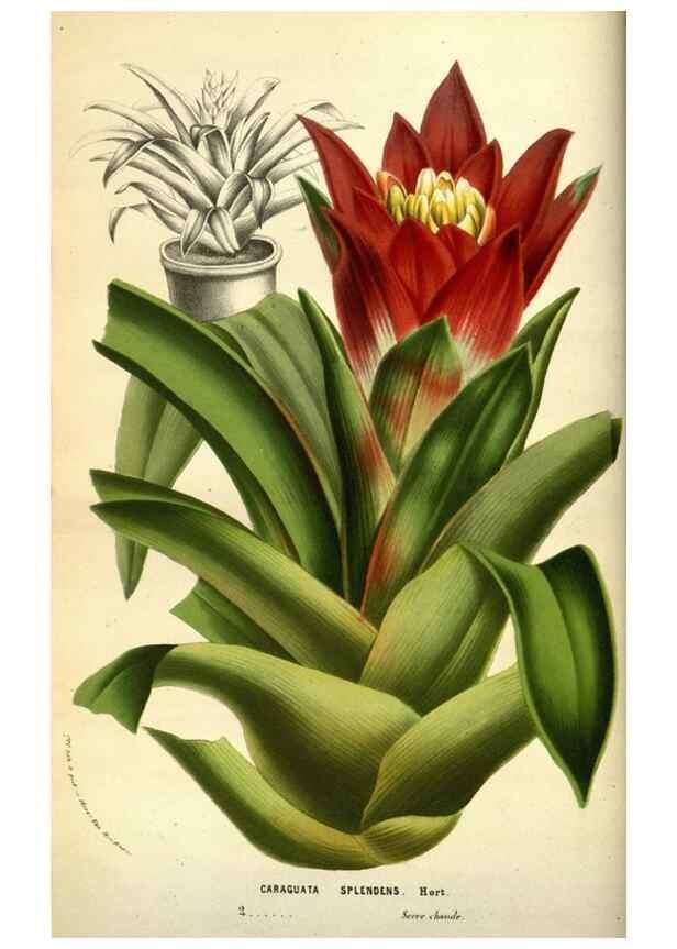 Reproducción/Reproduction 49583693913: Flore des serres et des jardins de l'Europe. A Gand :chez Louis van Houtte, eÌditeur,1845-1880.. 