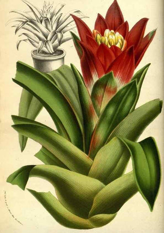 Reproducción/Reproduction 49583693913: Flore des serres et des jardins de l'Europe. A Gand :chez Louis van Houtte, eÌditeur,1845-1880.. 