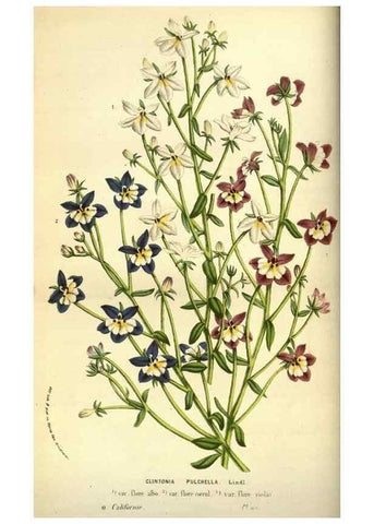 Reproducción/Reproduction 49583694208: Flore des serres et des jardins de l'Europe. A Gand :chez Louis van Houtte, eÌditeur,1845-1880.. 