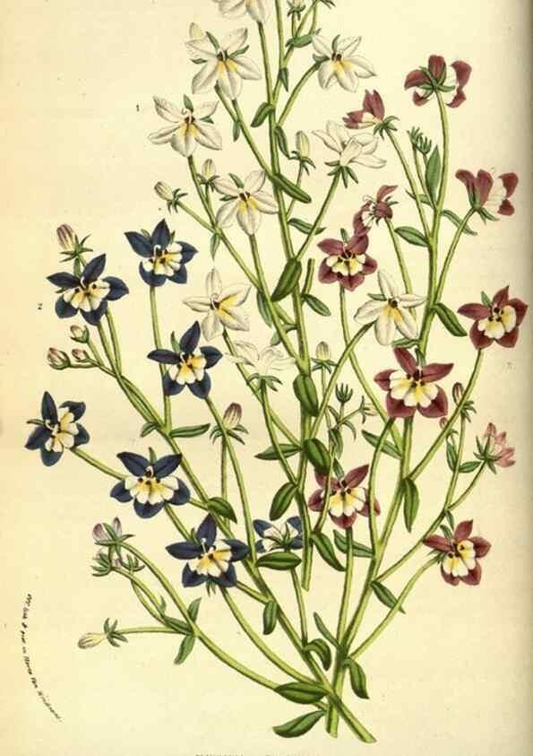 Reproducción/Reproduction 49583694208: Flore des serres et des jardins de l'Europe. A Gand :chez Louis van Houtte, eÌditeur,1845-1880.. 