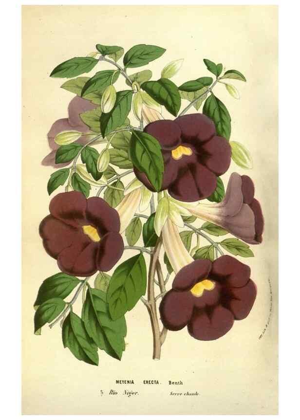 Reproducción/Reproduction 49583694613: Flore des serres et des jardins de l'Europe. A Gand :chez Louis van Houtte, eÌditeur,1845-1880.. 