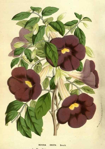 Reproducción/Reproduction 49583694613: Flore des serres et des jardins de l'Europe. A Gand :chez Louis van Houtte, eÌditeur,1845-1880.. 