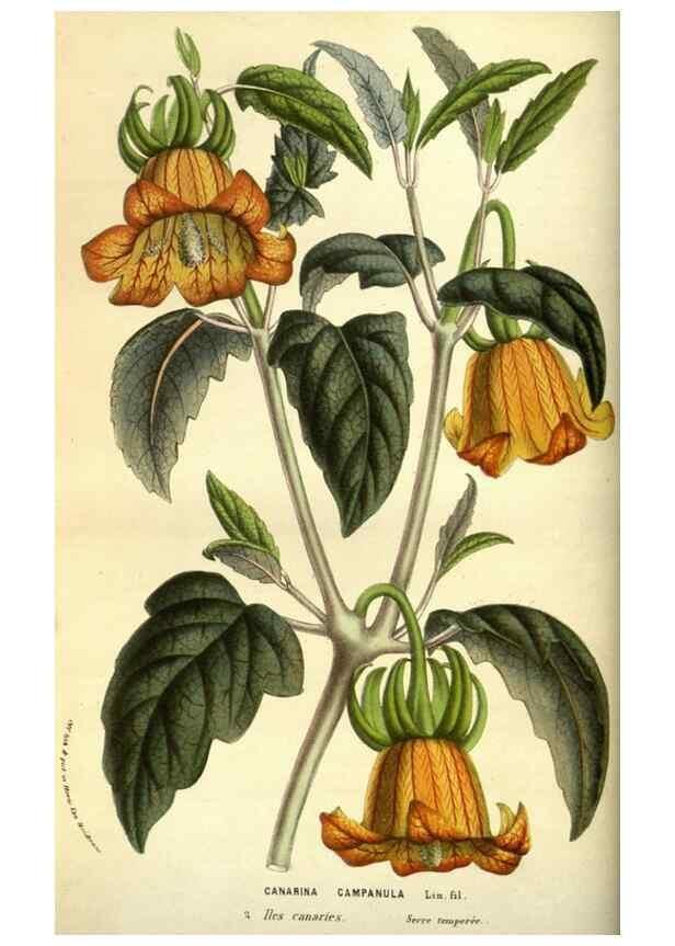 Reproducción/Reproduction 49584192446: Flore des serres et des jardins de l'Europe. A Gand :chez Louis van Houtte, eÌditeur,1845-1880.. 