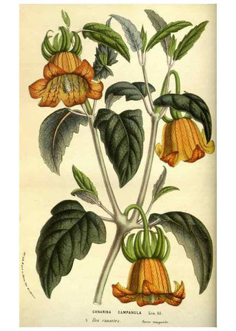 Reproducción/Reproduction 49584192446: Flore des serres et des jardins de l'Europe. A Gand :chez Louis van Houtte, eÌditeur,1845-1880.. 