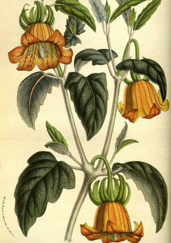 Reproducción/Reproduction 49584192446: Flore des serres et des jardins de l'Europe. A Gand :chez Louis van Houtte, eÌditeur,1845-1880.. 