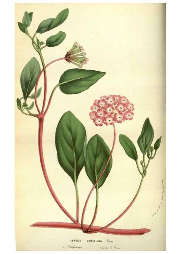 Reproducción/Reproduction 49584427052: Flore des serres et des jardins de l'Europe. A Gand :chez Louis van Houtte, eÌditeur,1845-1880.. 