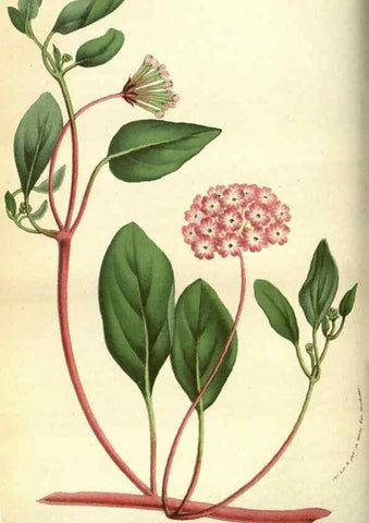 Reproducción/Reproduction 49584427052: Flore des serres et des jardins de l'Europe. A Gand :chez Louis van Houtte, eÌditeur,1845-1880.. 