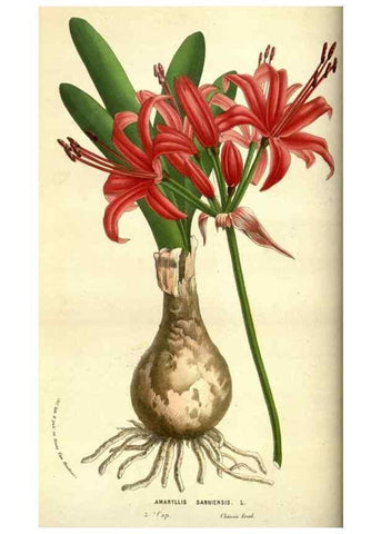 Reproducción/Reproduction 49584193091: Flore des serres et des jardins de l'Europe. A Gand :chez Louis van Houtte, eÌditeur,1845-1880.. 