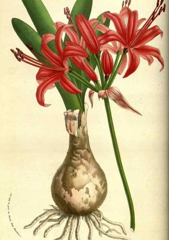 Reproducción/Reproduction 49584193091: Flore des serres et des jardins de l'Europe. A Gand :chez Louis van Houtte, eÌditeur,1845-1880.. 