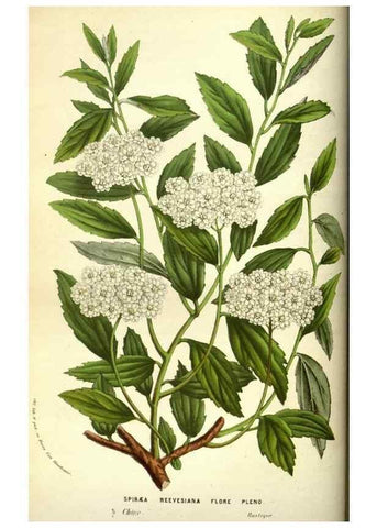 Reproducción/Reproduction 49584427622: Flore des serres et des jardins de l'Europe. A Gand :chez Louis van Houtte, eÌditeur,1845-1880.. 