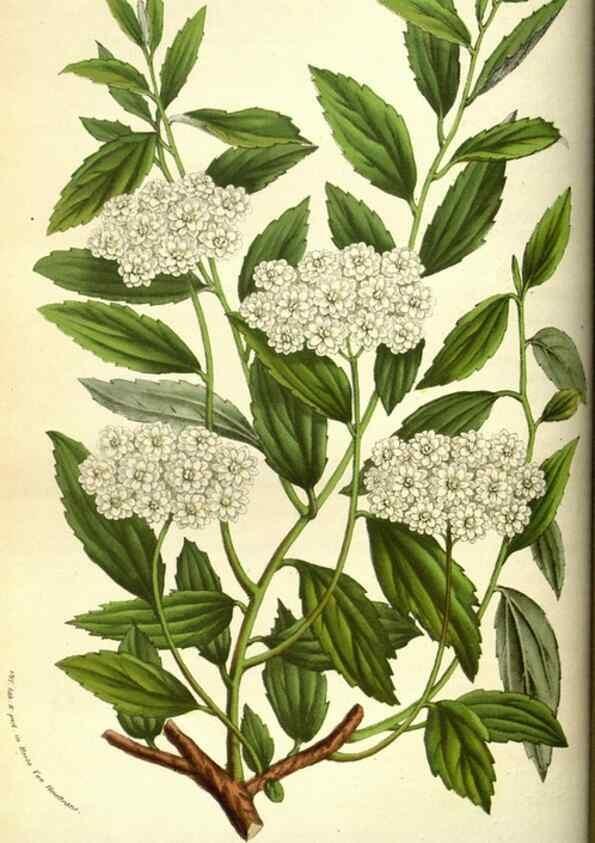 Reproducción/Reproduction 49584427622: Flore des serres et des jardins de l'Europe. A Gand :chez Louis van Houtte, eÌditeur,1845-1880.. 