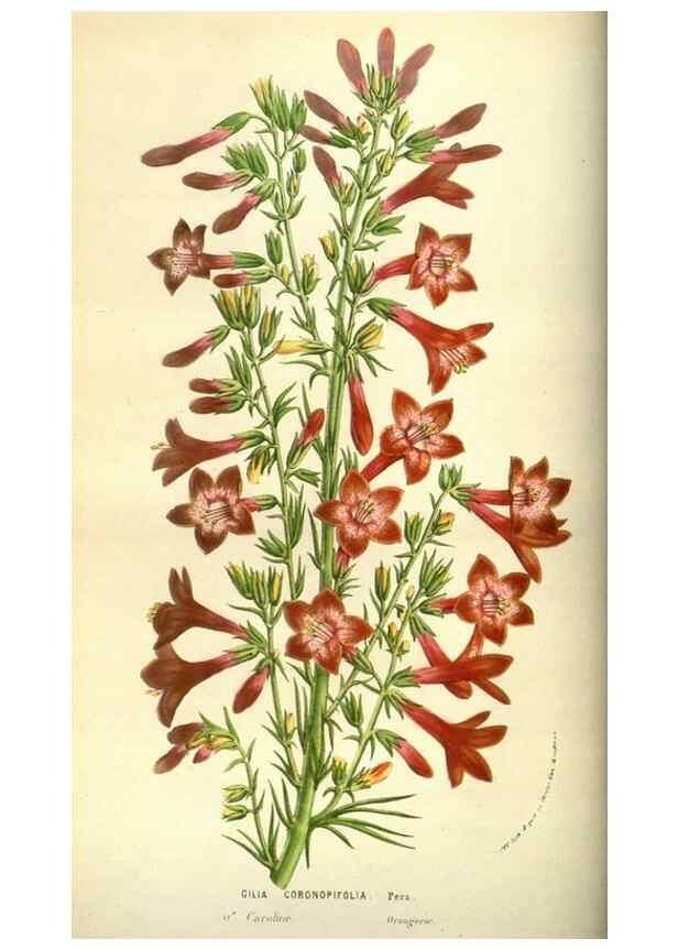 Reproducción/Reproduction 49584193631: Flore des serres et des jardins de l'Europe. A Gand :chez Louis van Houtte, eÌditeur,1845-1880.. 