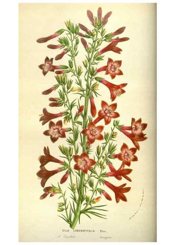 Reproducción/Reproduction 49584193631: Flore des serres et des jardins de l'Europe. A Gand :chez Louis van Houtte, eÌditeur,1845-1880.. 
