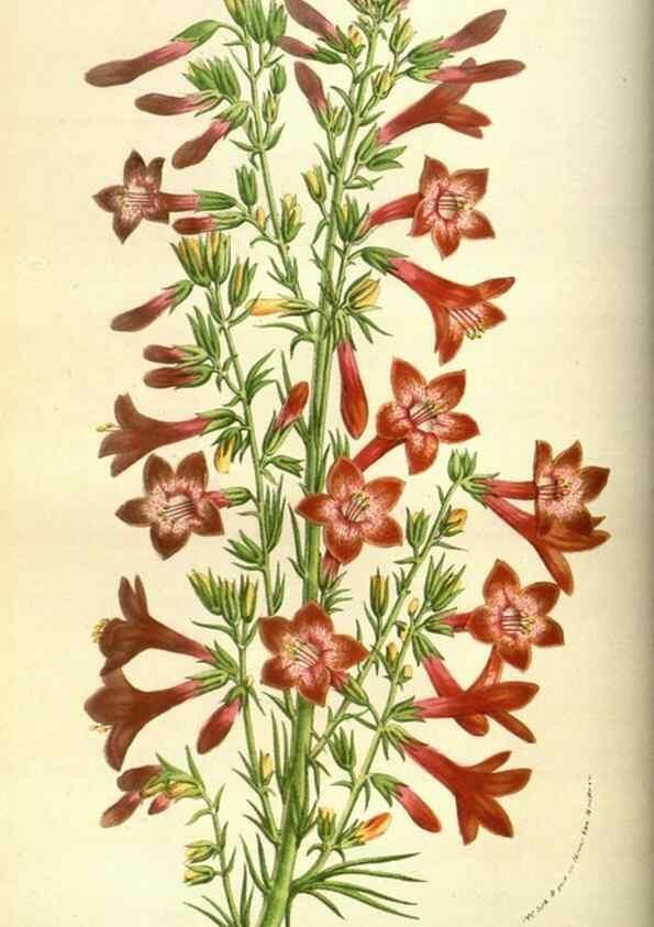 Reproducción/Reproduction 49584193631: Flore des serres et des jardins de l'Europe. A Gand :chez Louis van Houtte, eÌditeur,1845-1880.. 