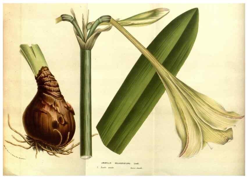 Reproducción/Reproduction 49583691198: Flore des serres et des jardins de l'Europe. A Gand :chez Louis van Houtte, eÌditeur,1845-1880.. 