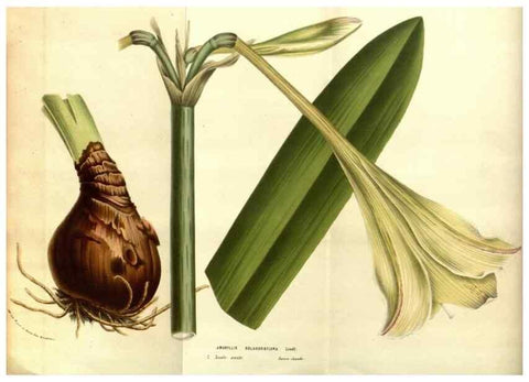 Reproducción/Reproduction 49583691198: Flore des serres et des jardins de l'Europe. A Gand :chez Louis van Houtte, eÌditeur,1845-1880.. 