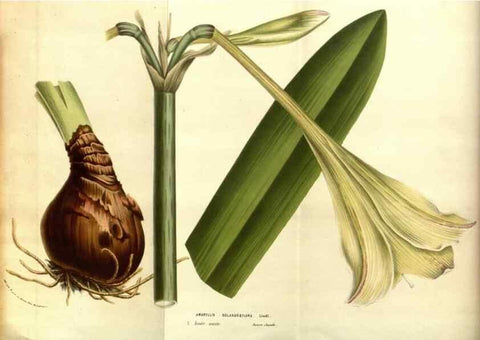 Reproducción/Reproduction 49583691198: Flore des serres et des jardins de l'Europe. A Gand :chez Louis van Houtte, eÌditeur,1845-1880.. 