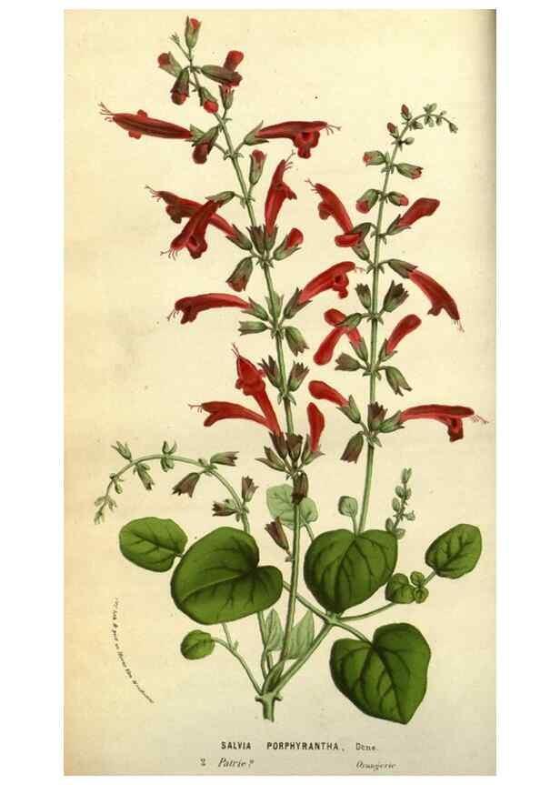 Reproducción/Reproduction 49584188646: Flore des serres et des jardins de l'Europe. A Gand :chez Louis van Houtte, eÌditeur,1845-1880.. 