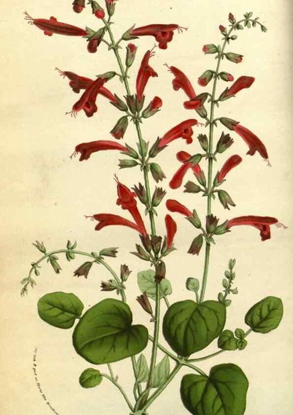 Reproducción/Reproduction 49584188646: Flore des serres et des jardins de l'Europe. A Gand :chez Louis van Houtte, eÌditeur,1845-1880.. 
