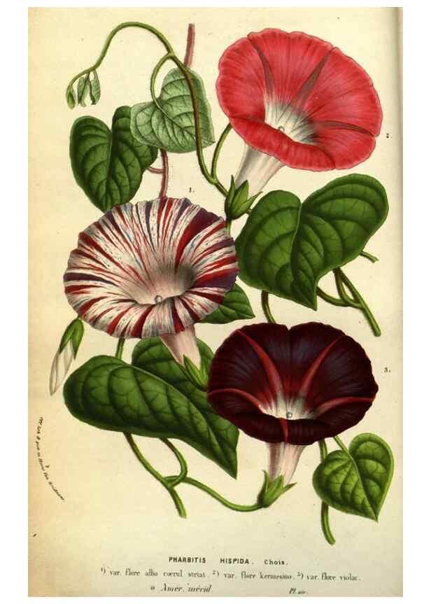 Reproducción/Reproduction 49584188346: Flore des serres et des jardins de l'Europe. A Gand :chez Louis van Houtte, eÌditeur,1845-1880.. 
