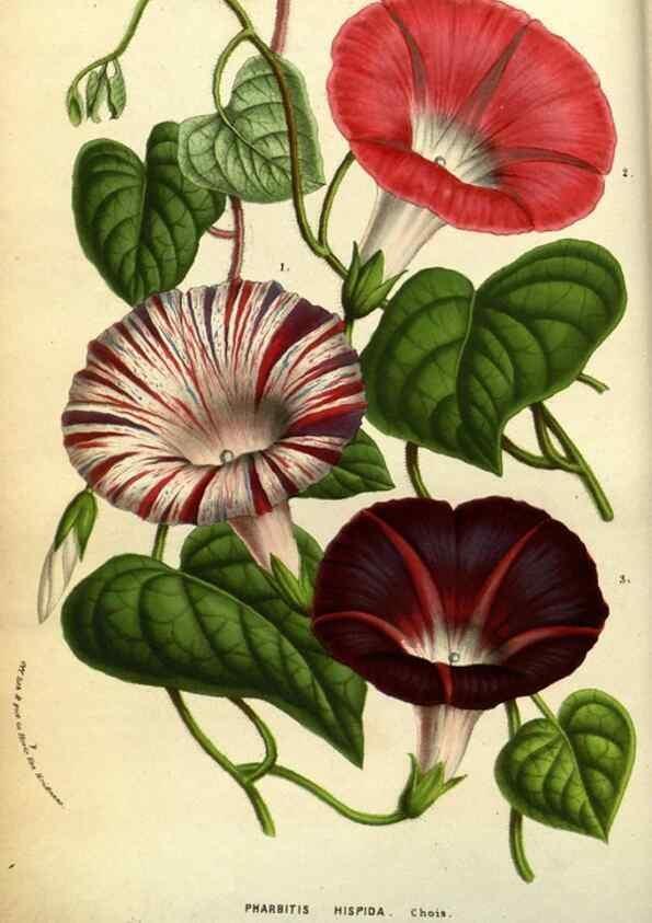 Reproducción/Reproduction 49584188346: Flore des serres et des jardins de l'Europe. A Gand :chez Louis van Houtte, eÌditeur,1845-1880.. 