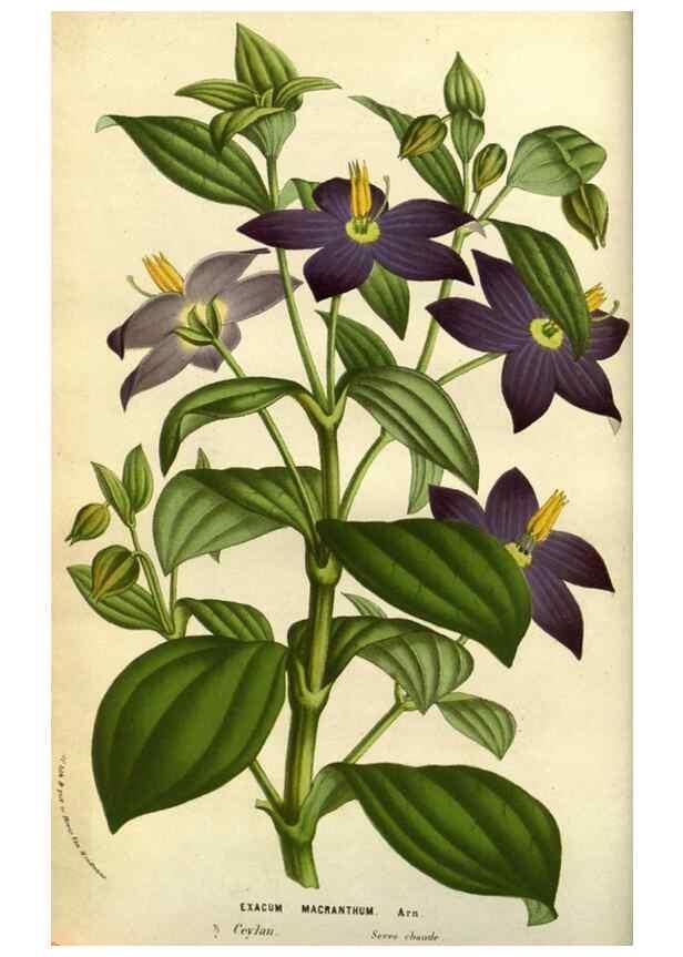 Reproducción/Reproduction 49584422397: Flore des serres et des jardins de l'Europe. A Gand :chez Louis van Houtte, eÌditeur,1845-1880.. 