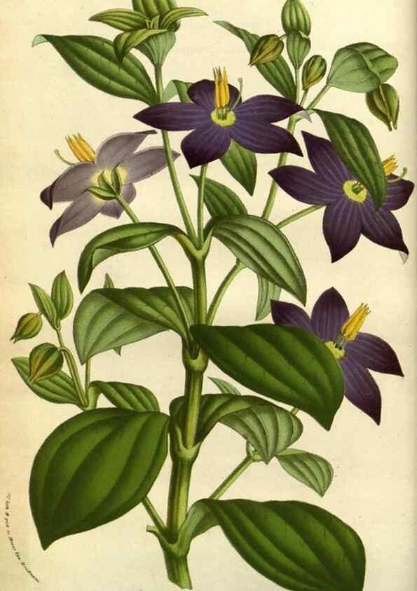 Reproducción/Reproduction 49584422397: Flore des serres et des jardins de l'Europe. A Gand :chez Louis van Houtte, eÌditeur,1845-1880.. 