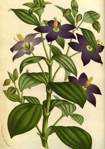 Reproducción/Reproduction 49584422397: Flore des serres et des jardins de l'Europe. A Gand :chez Louis van Houtte, eÌditeur,1845-1880.. 