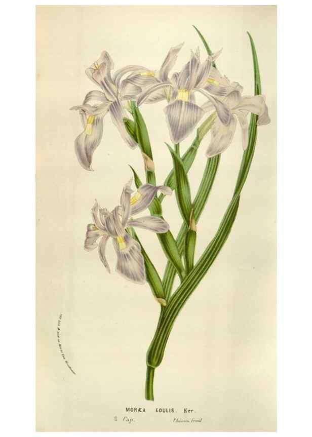 Reproducción/Reproduction 49583562968: Flore des serres et des jardins de l'Europe. A Gand :chez Louis van Houtte, eÌditeur,1845-1880.. 