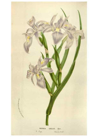 Reproducción/Reproduction 49583562968: Flore des serres et des jardins de l'Europe. A Gand :chez Louis van Houtte, eÌditeur,1845-1880.. 