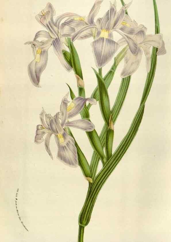 Reproducción/Reproduction 49583562968: Flore des serres et des jardins de l'Europe. A Gand :chez Louis van Houtte, eÌditeur,1845-1880.. 
