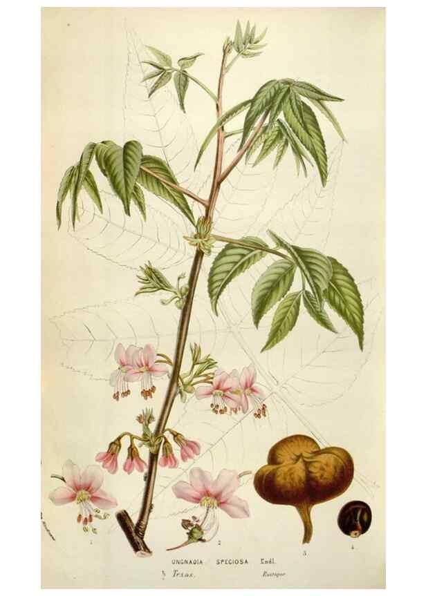 Reproducción/Reproduction 49584294372: Flore des serres et des jardins de l'Europe. A Gand :chez Louis van Houtte, eÌditeur,1845-1880.. 