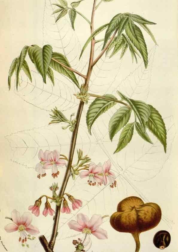 Reproducción/Reproduction 49584294372: Flore des serres et des jardins de l'Europe. A Gand :chez Louis van Houtte, eÌditeur,1845-1880.. 