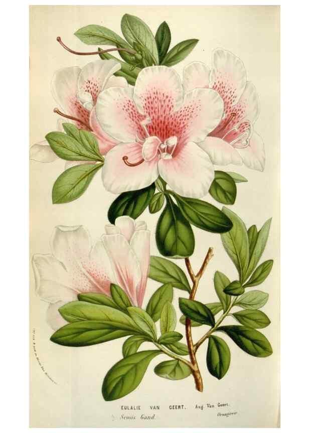 Reproducción/Reproduction 49583563658: Flore des serres et des jardins de l'Europe. A Gand :chez Louis van Houtte, eÌditeur,1845-1880.. 