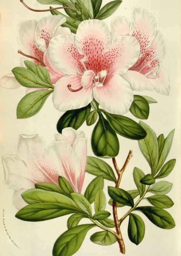 Reproducción/Reproduction 49583563658: Flore des serres et des jardins de l'Europe. A Gand :chez Louis van Houtte, eÌditeur,1845-1880.. 