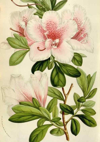 Reproducción/Reproduction 49583563658: Flore des serres et des jardins de l'Europe. A Gand :chez Louis van Houtte, eÌditeur,1845-1880.. 