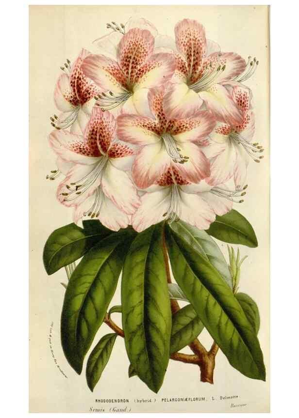 Reproducción/Reproduction 49584294922: Flore des serres et des jardins de l'Europe. A Gand :chez Louis van Houtte, eÌditeur,1845-1880.. 