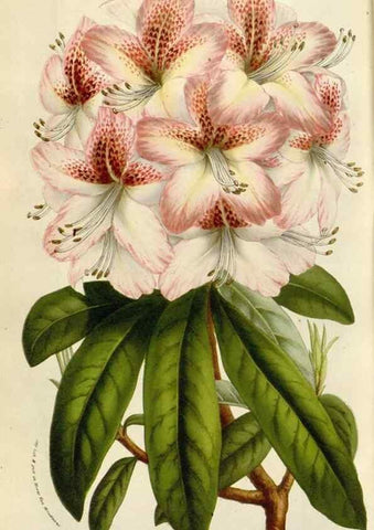 Reproducción/Reproduction 49584294922: Flore des serres et des jardins de l'Europe. A Gand :chez Louis van Houtte, eÌditeur,1845-1880.. 