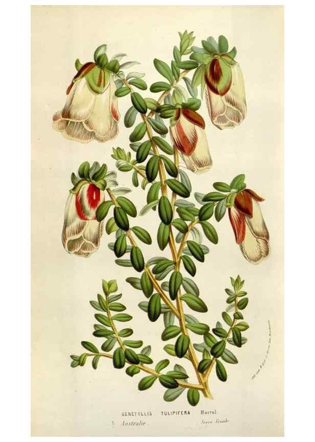 Reproducción/Reproduction 49584062681: Flore des serres et des jardins de l'Europe. A Gand :chez Louis van Houtte, eÌditeur,1845-1880.. 