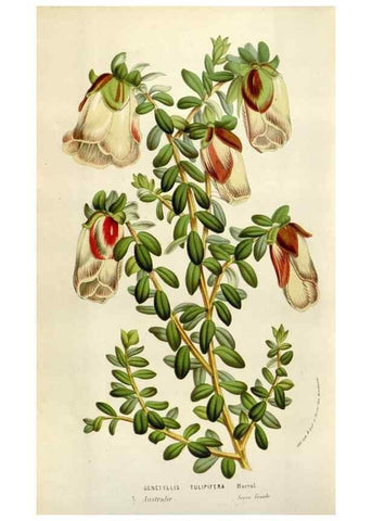 Reproducción/Reproduction 49584062681: Flore des serres et des jardins de l'Europe. A Gand :chez Louis van Houtte, eÌditeur,1845-1880.. 