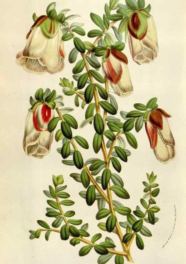 Reproducción/Reproduction 49584062681: Flore des serres et des jardins de l'Europe. A Gand :chez Louis van Houtte, eÌditeur,1845-1880.. 