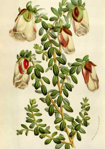 Reproducción/Reproduction 49584062681: Flore des serres et des jardins de l'Europe. A Gand :chez Louis van Houtte, eÌditeur,1845-1880.. 